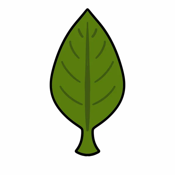 Зелене Листя Ілюстрація Білому Тлі — стокове фото