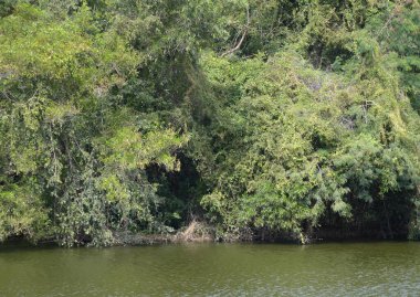 Ormandaki nehri kapatın. 