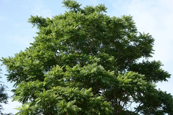 Зеленый Azadirachta Индийские Листья Дерева Саду — стоковое фото