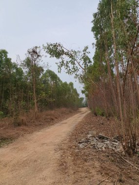 close up road in the forest 