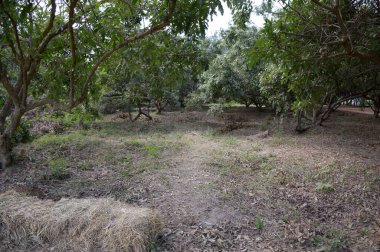 Doğanın güzel manzarası 