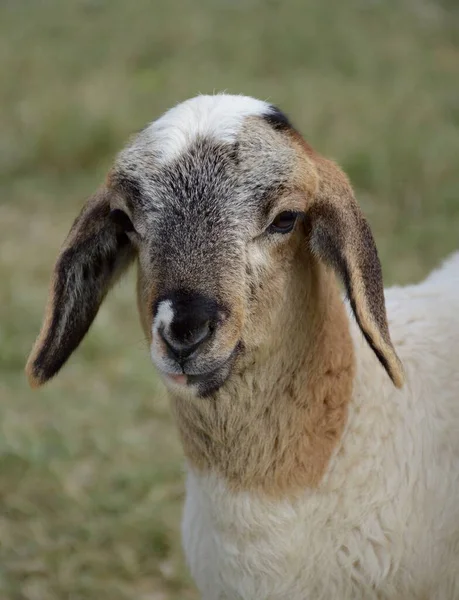 Zbliżenie Strzał Cute Owiec Polu — Zdjęcie stockowe
