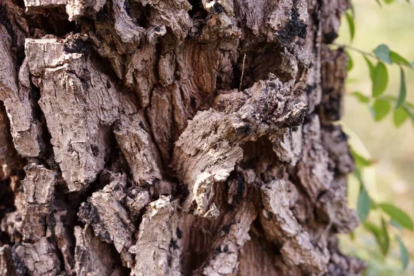Närbild Ett Träd Bark — Stockfoto