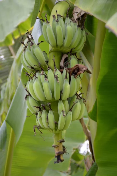 Cerca Plátanos Jardín — Foto de Stock