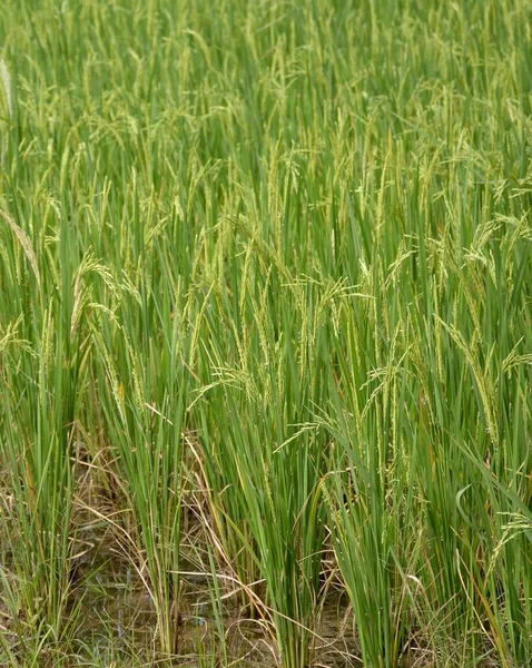 Close Rice Field Thailand — Stock Photo, Image