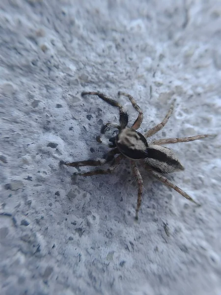 Μια Αράχνη Στον Τοίχο — Φωτογραφία Αρχείου