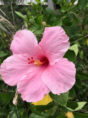 Bahçede pembe amber çiçeği 