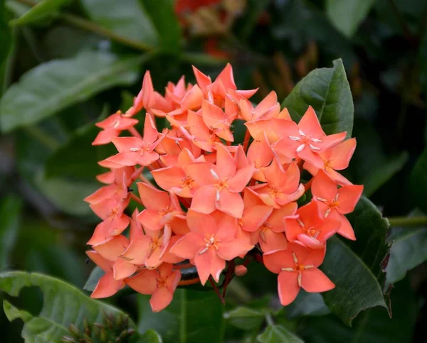 Λουλούδι Ixora Στον Κήπο Της Φύσης — Φωτογραφία Αρχείου