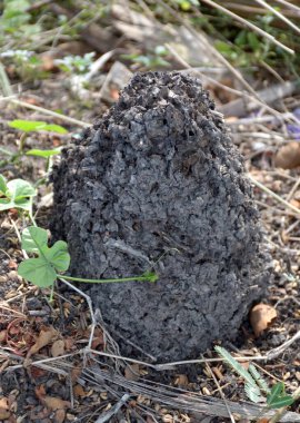 Karınca yuvası siyah ve kahverengi toprağın yakın çekim görüntüsü.