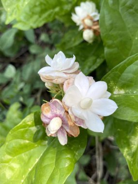 Bahçedeki güzel beyaz yasemin çiçekleri 