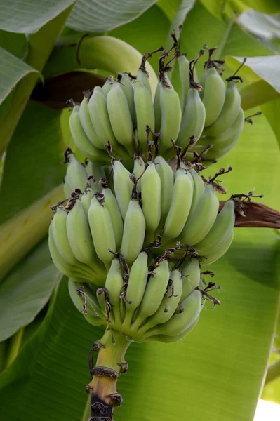 Plátanos Verdes Jardín — Foto de Stock