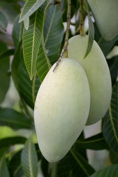 Green Mango Tree — Stock Photo, Image