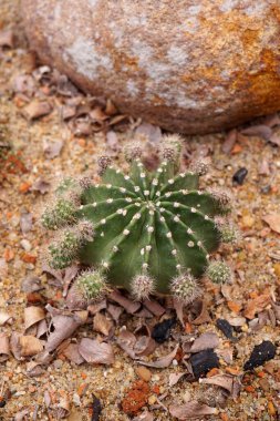 Bahçedeki kaktüsü kapat. 