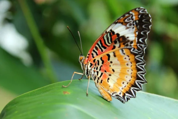 Piękny Motyl Liściu — Zdjęcie stockowe