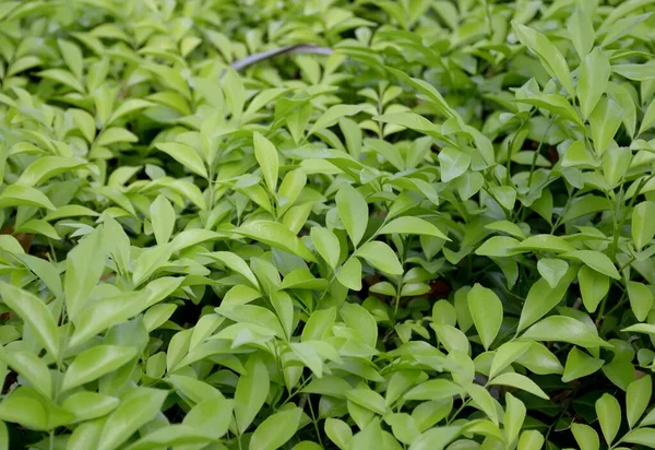 Grüne Teeblätter Auf Dem Baum — Stockfoto