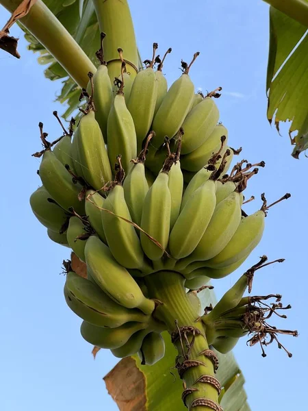 Cerca Plátanos Árbol — Foto de Stock