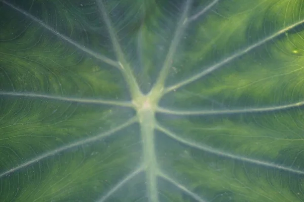 Schöne Botanische Aufnahme Natürliche Tapete Taroblatttextur — Stockfoto