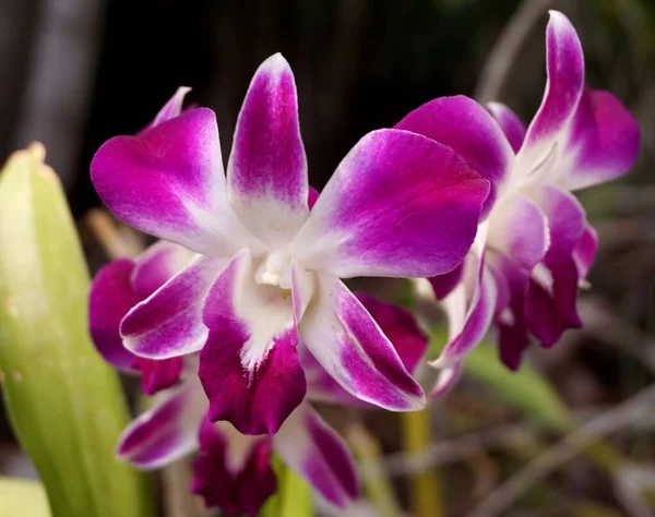 Rosa Orchidee Garten — Stockfoto