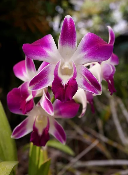 Krásná Orchidej Květina Zahradě — Stock fotografie