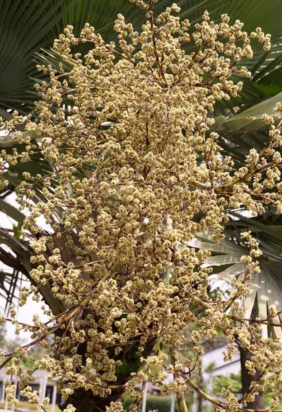 Piękny Botaniczny Strzał Naturalna Tapeta Pączek Palmy — Zdjęcie stockowe