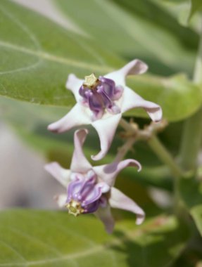 Gündüz vakti açık havada yetişen yıldız çiçeklerinin renklerini kapat