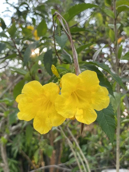 Κίτρινο Tecoma Stans Λουλούδι Στον Κήπο — Φωτογραφία Αρχείου