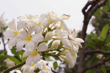 Bahçede güzel plumeria çiçek