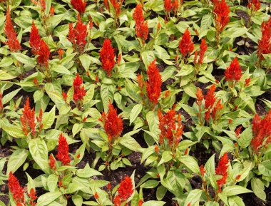 Güzel kırmızı Celosia çiçeği bahçede