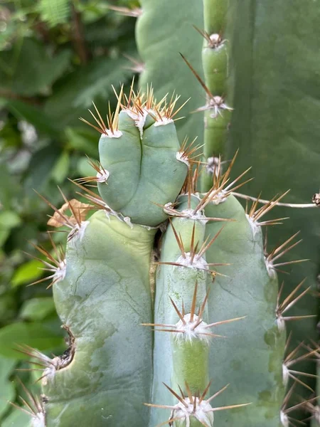 Cerca Cactus Jardín — Foto de Stock