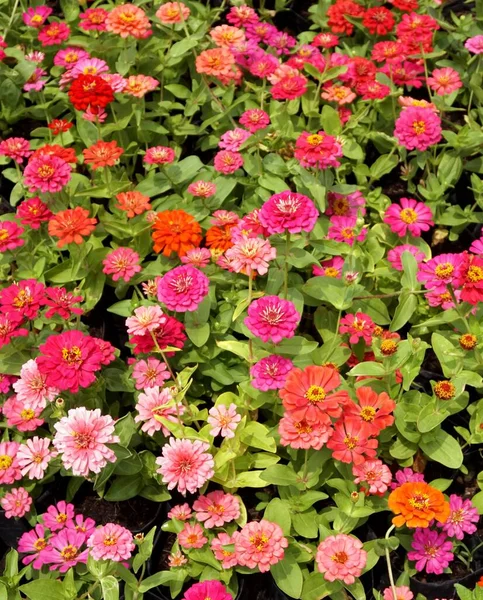Gyönyörű Zinnia Virágok Kertben — Stock Fotó