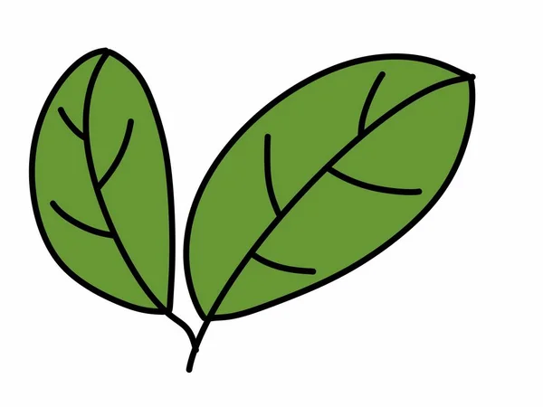 Leaf Plant Foliage Icon White Background — Stock Photo, Image