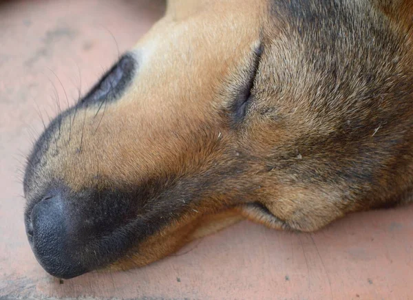 Στενή Άποψη Του Σκύλου Κοιμάται Στο Έδαφος — Φωτογραφία Αρχείου