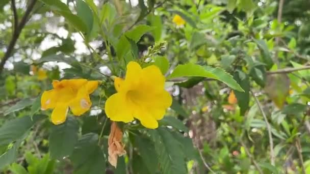 Tecoma Stans Planta Con Flores Amarillas — Vídeos de Stock