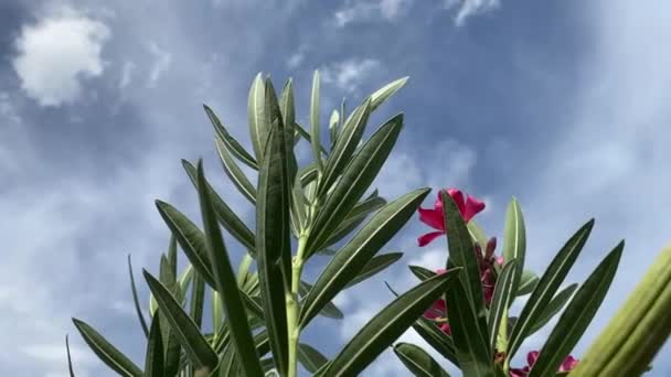 Flores Cor Rosa Arbusto Oleandro Jardim Verão — Vídeo de Stock