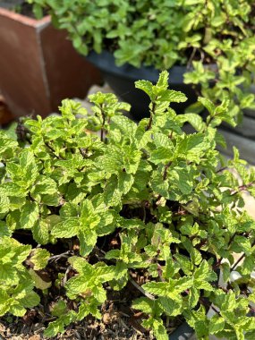 Bahçede bir sürü nane ağacı var.