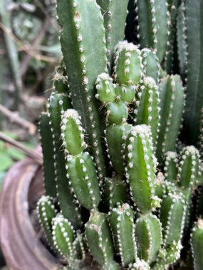 Bahçedeki yeşil kaktüs