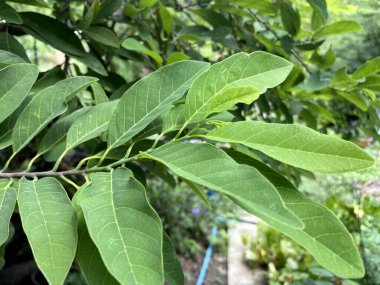 Taze yeşil Annona Squamosa yaprakları doğa bahçesinde