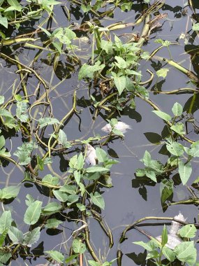 Nehrin yüzeyinde ölü balıklar yüzüyor, balık öldürüyor, fotoğraf çekiyor.