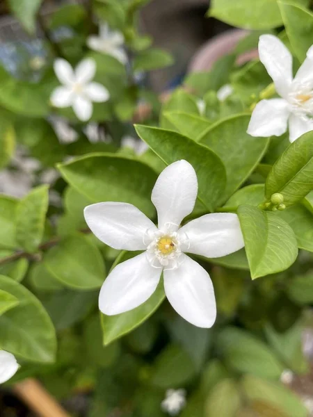 Doğa Bahçesinde Wrightia Antidysenterica Çiçeği — Stok fotoğraf