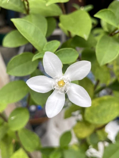 Wrightia Antidysenterica Fleur Dans Jardin Naturel — Photo
