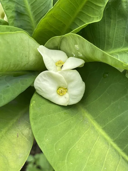 Mooie Euphorbia Milii Bloemen Tuin — Stockfoto
