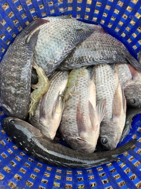 Balığı sepete koy.