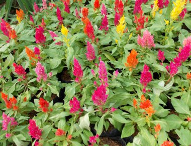 Bahçede Celosia argentea çiçekleri var..