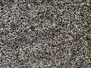 Siyah fasulyelere yaklaş..