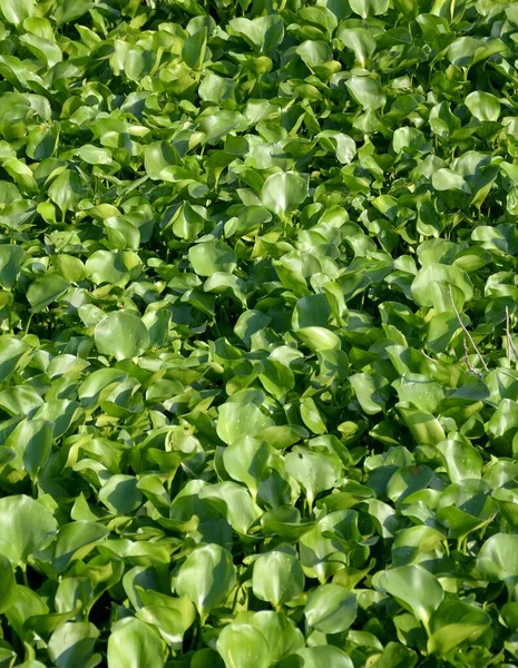 Green Hyacinth River — Stock Photo, Image