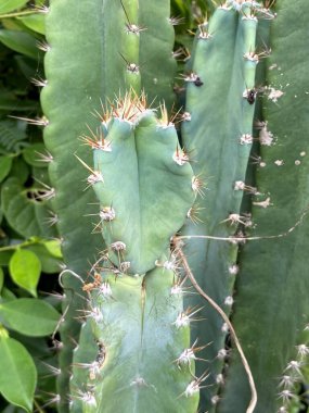 Bahçedeki kaktüs bitkisi