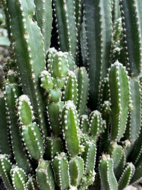 Bahçedeki güzel kaktüs