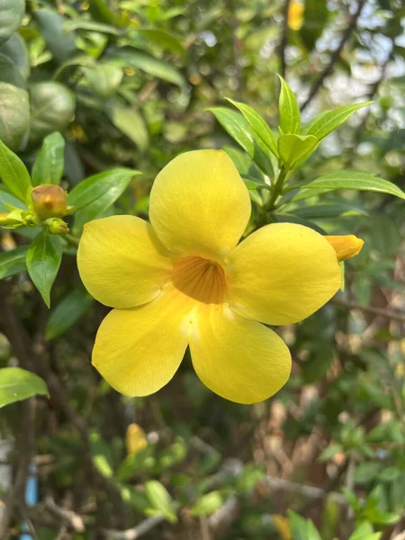 Κίτρινο Λουλούδι Στον Κήπο Allamanda Cathartica — Φωτογραφία Αρχείου