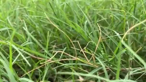Groen Gras Natuur Tuin — Stockvideo