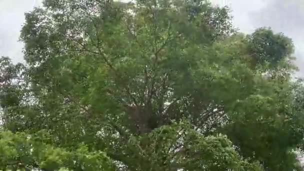 Rozostřené Záběry Silueta Několika Malých Listů Větvích Stromů Zelené Listy — Stock video